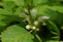 Lamium album